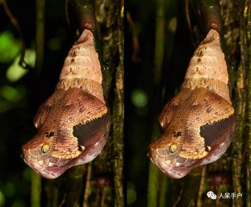 集结拍案称奇的拟态大师