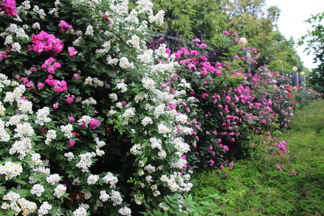 姬月季和姬蔷薇的区别,月季蔷薇玫瑰有什么区别