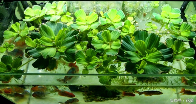 芙蓉莲怎么养才好,放到水里会开的荷花