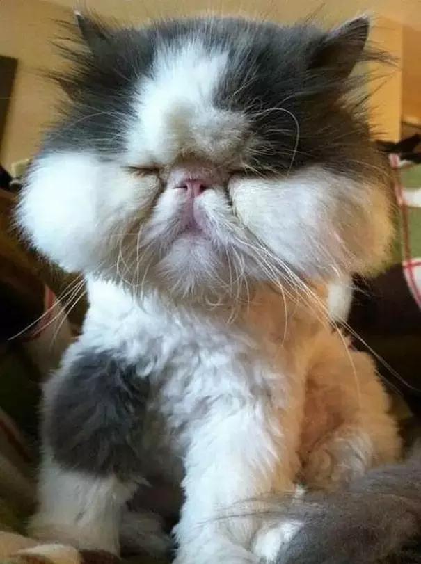 猫咪肉垫被蜜蜂蛰了怎么办,猫咪被蜜蜂蛰了要不要打针