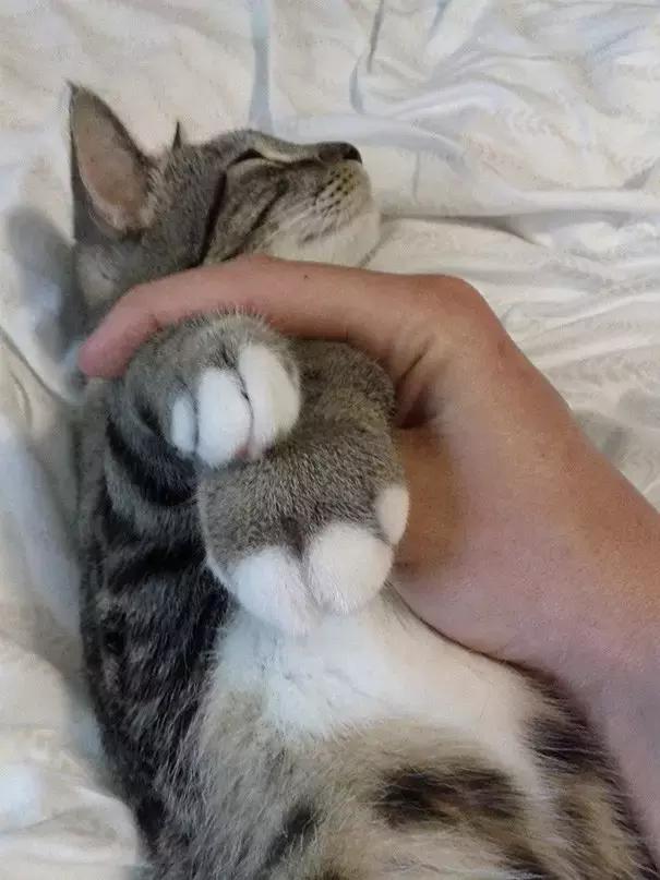 猫咪肉垫被蜜蜂蛰了怎么办,猫咪被蜜蜂蛰了要不要打针