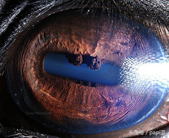 高清镜头下的眼睛看起真美,看眼睛猜动物你能猜对几个