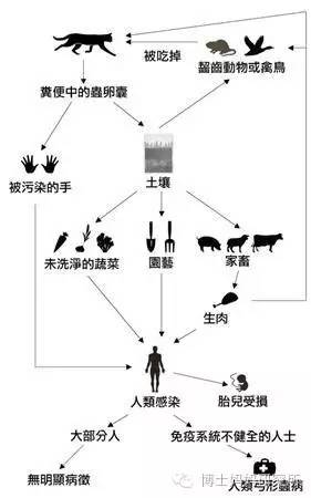 怀孕了宠物狗还能养吗,怀孕了家里的宠物狗还能养吗