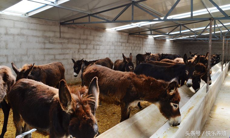 养驴场应如何进行驱虫？