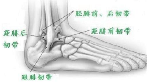 运动护脚踝怎么使用,脚踝运动前拉伸动作