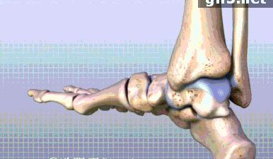 运动护脚踝怎么使用,脚踝运动前拉伸动作