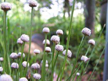 牙痛最怕的一种野草谷精草,谷精草治牙疼的用法