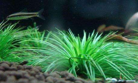 牙痛最怕的一种野草谷精草,谷精草治牙疼的用法