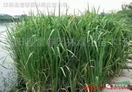 短篇小说湖水,失去记忆的小溪