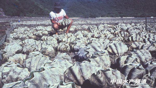 螺钿大柜以前是用砗磲做的吗,古代的海洋珍宝玳瑁