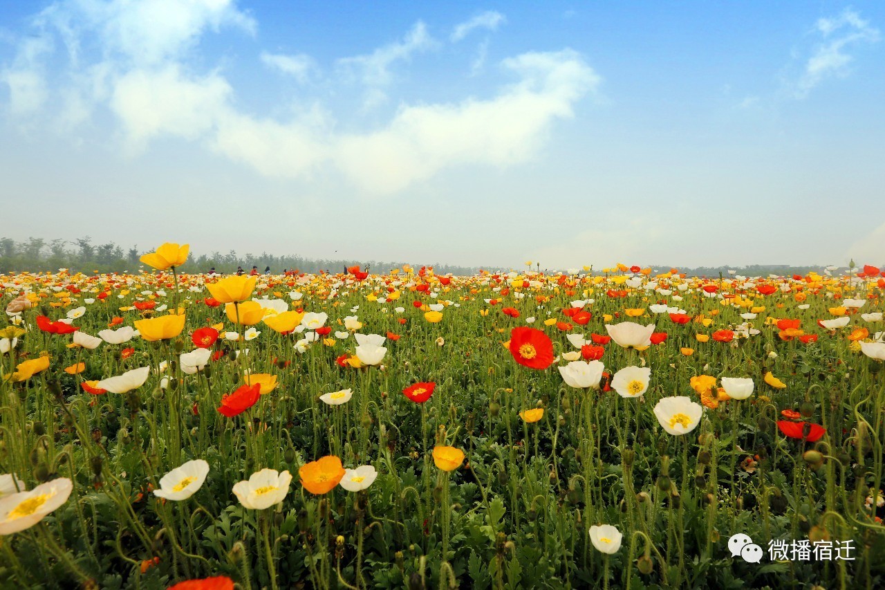 三台山五月盛开的花,5月宿迁三台山开什么花