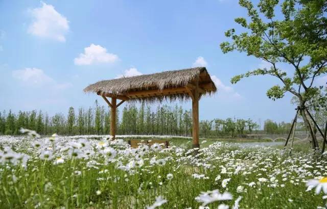 三台山五月盛开的花,5月宿迁三台山开什么花