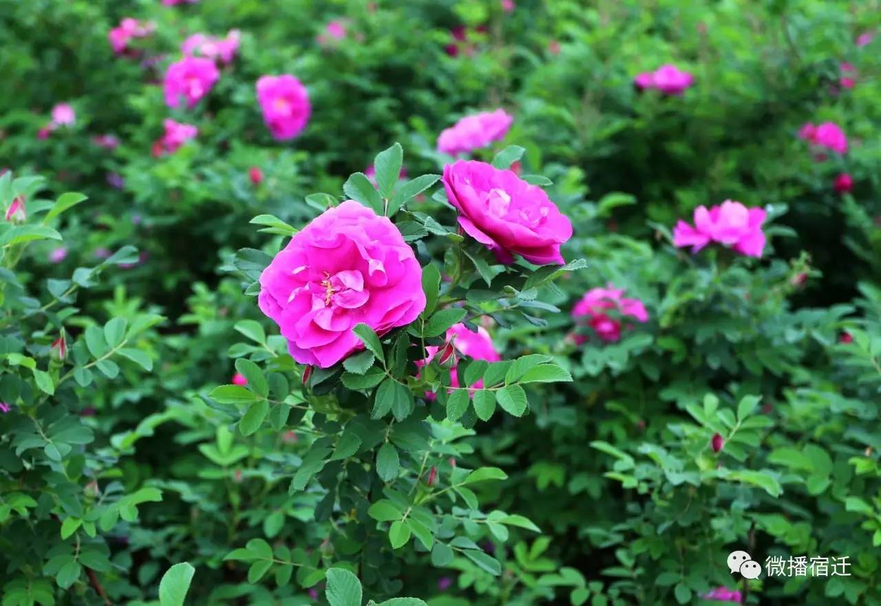 三台山五月盛开的花,5月宿迁三台山开什么花