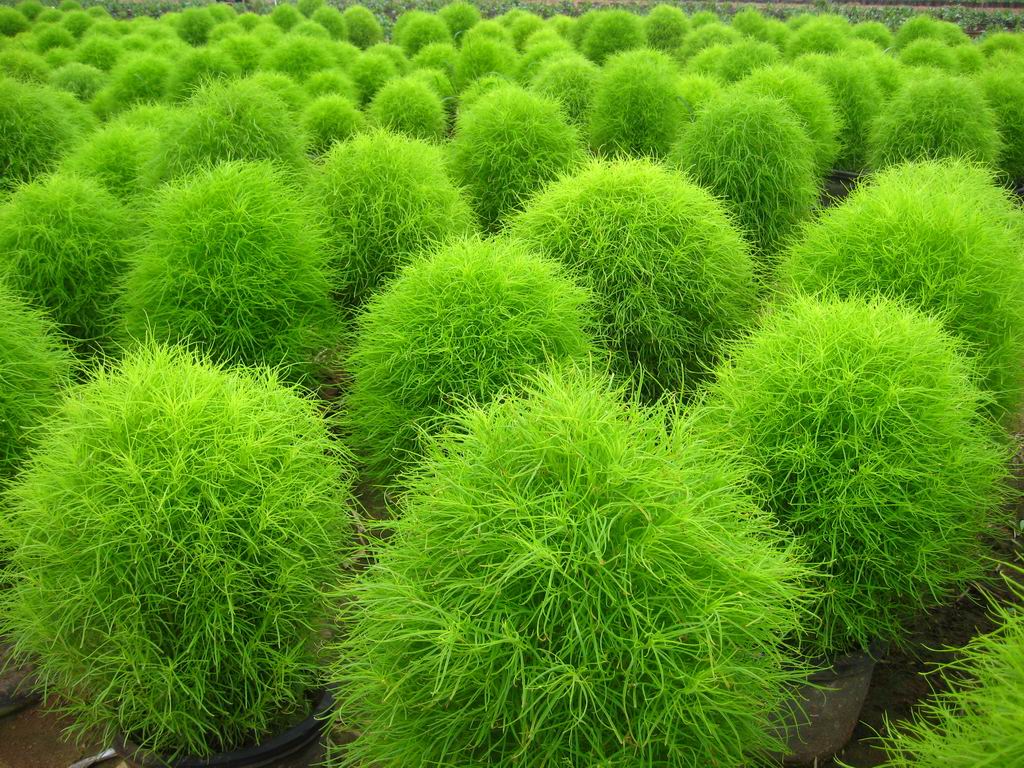 农村能吃的“笤帚”，嫩苗是野味，老来扫净民间万古尘