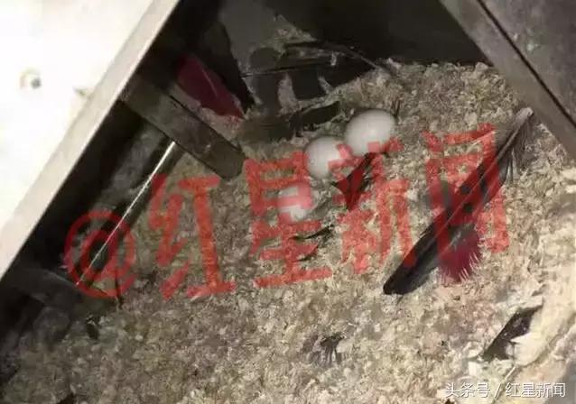 养鹦鹉被判刑的有多少,卖鸟被判10年