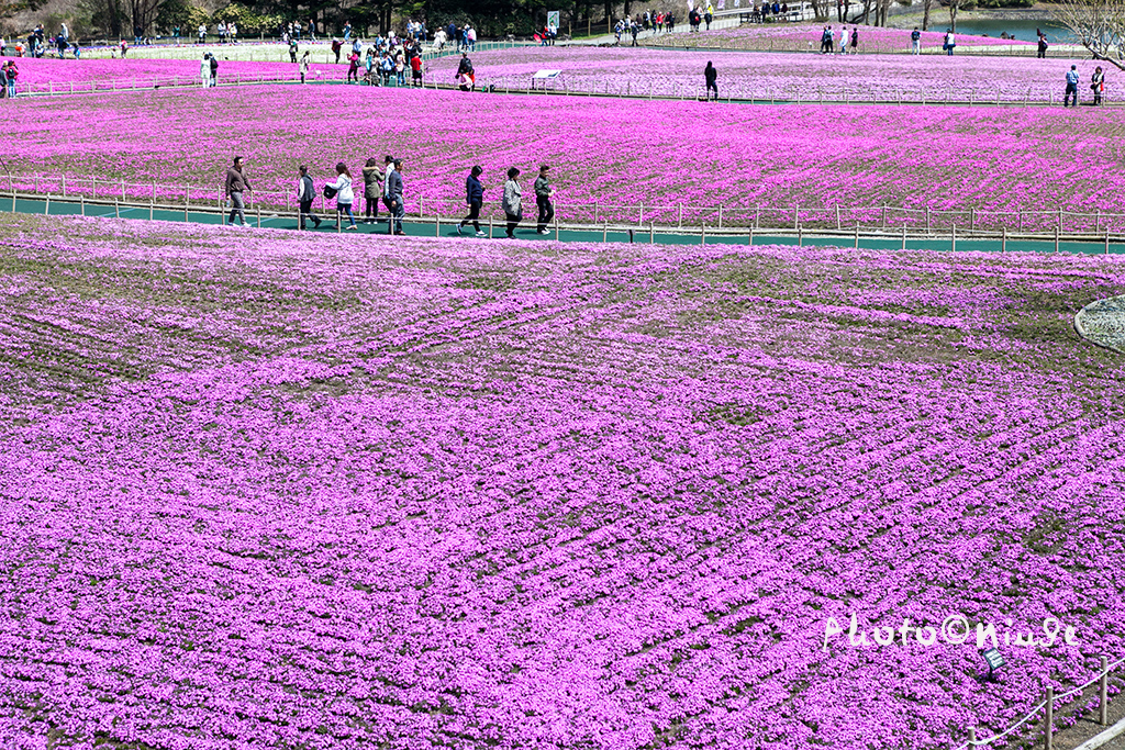空姐在东京旅游,跟着游东京