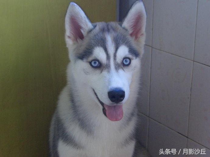 阿拉斯加和哈士奇哪个打架厉害,哈士奇和阿拉斯加幼犬如何区别