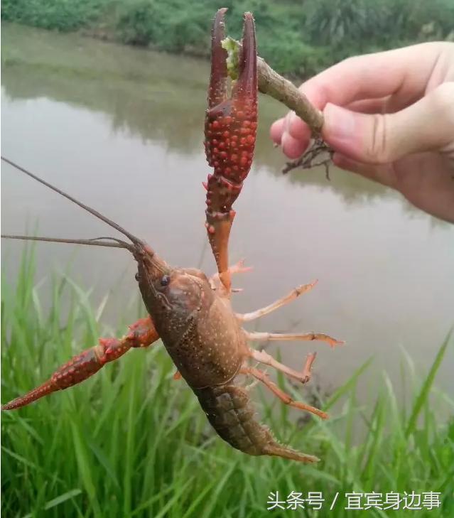 小龙虾基地钓龙虾,瑶海野钓龙虾的最佳地点