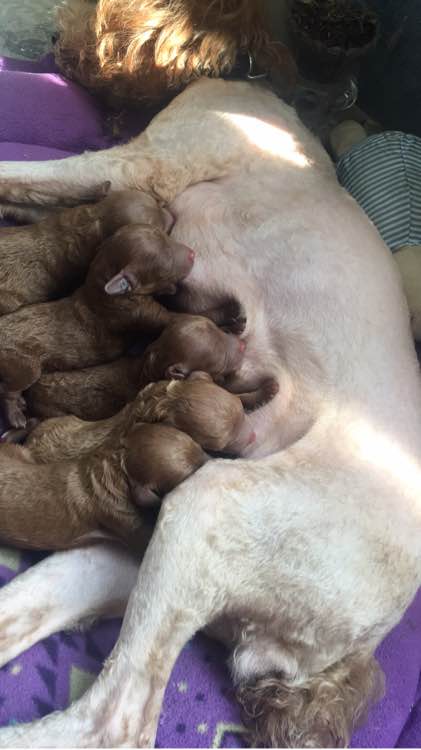 狗狗怀孕40天肚子多大泰迪,怀孕的狗狗生产要多久