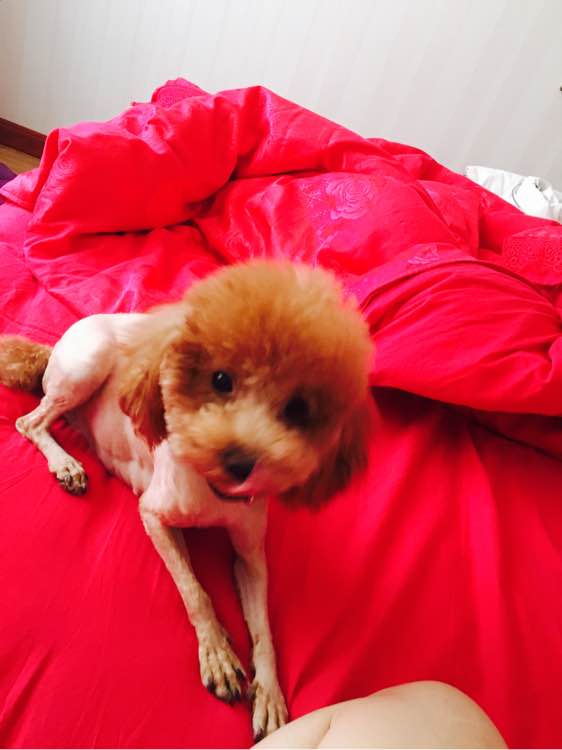 狗狗怀孕40天肚子多大泰迪,怀孕的狗狗生产要多久