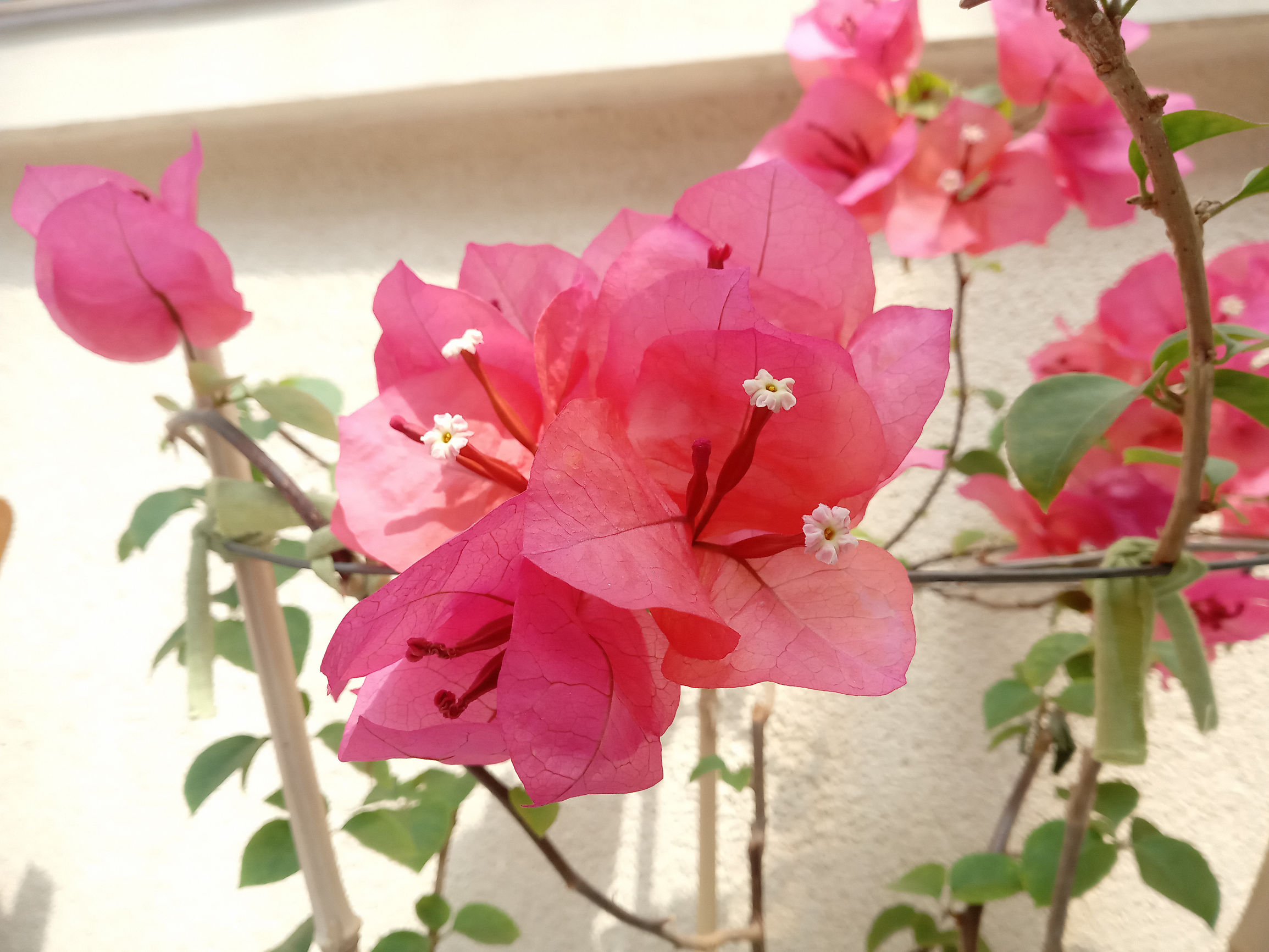 国美k1支持虹膜识别,国美k1支持虹膜解锁吗