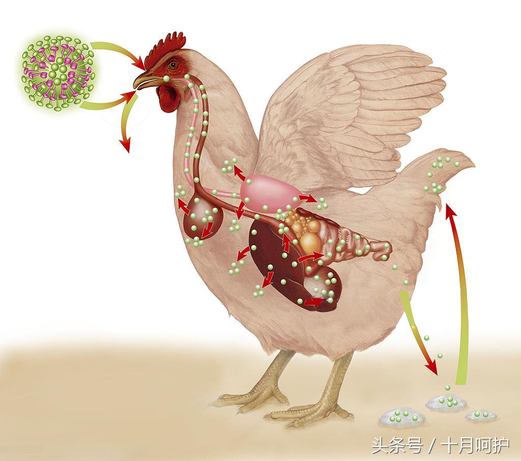 因疫情孕妇胎儿死亡是怎么处理的,新冠肺炎死亡孕妇