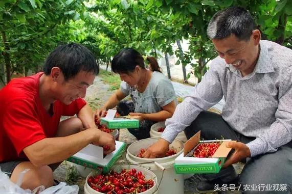 农产品创业故事,如何讲好农产品的故事