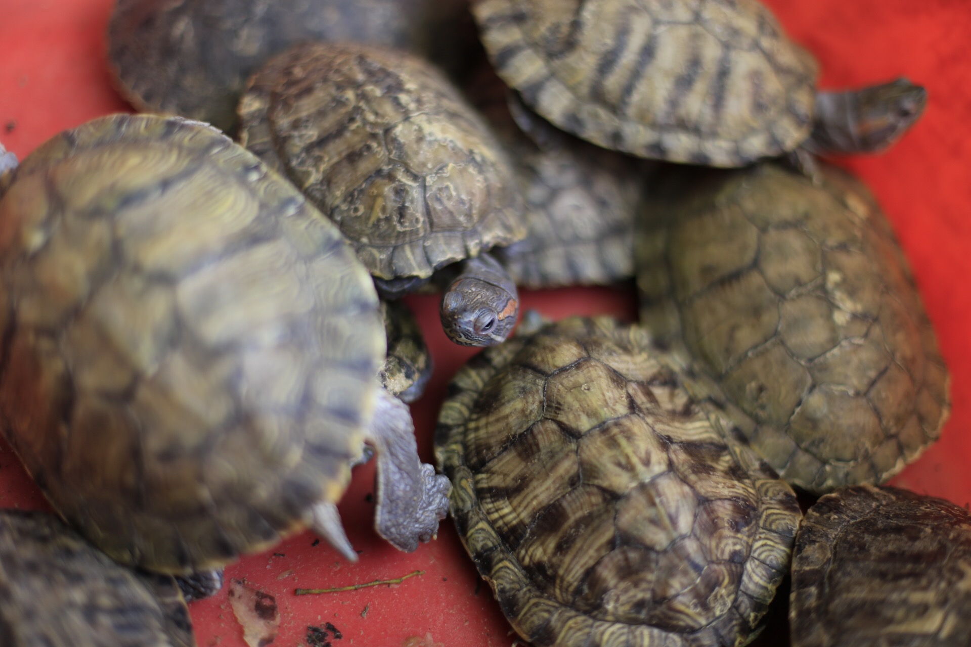 龟峰，创世之神为什么把乌龟的形象封存在这里