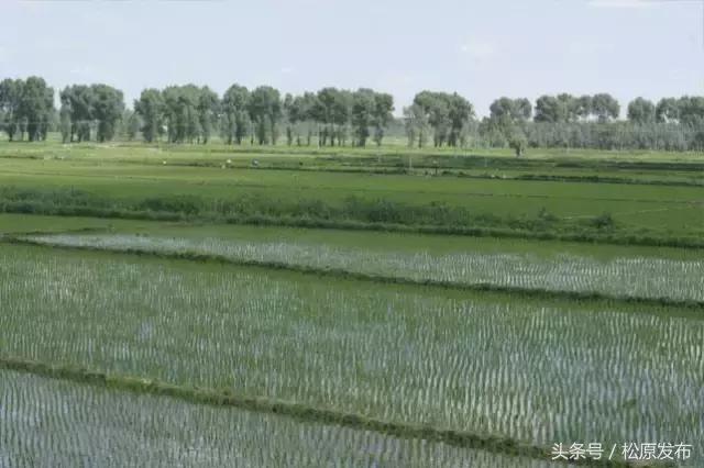 吉林松原大米好吃吗,松原市大米怎么样