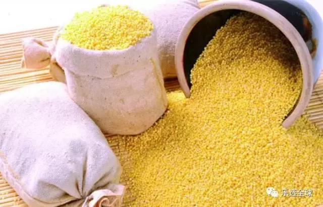 小米的功效与作用小米的营养价值,小米和黄小米的营养区别