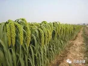 小米的功效与作用小米的营养价值,小米和黄小米的营养区别