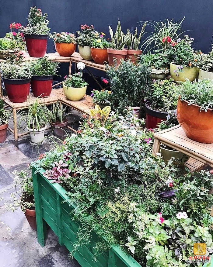 迪拜最大花卉市场在哪里,迪拜有几个花卉市场