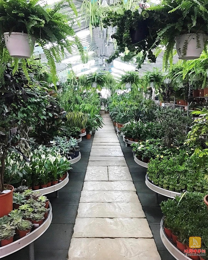 迪拜最大花卉市场在哪里,迪拜有几个花卉市场