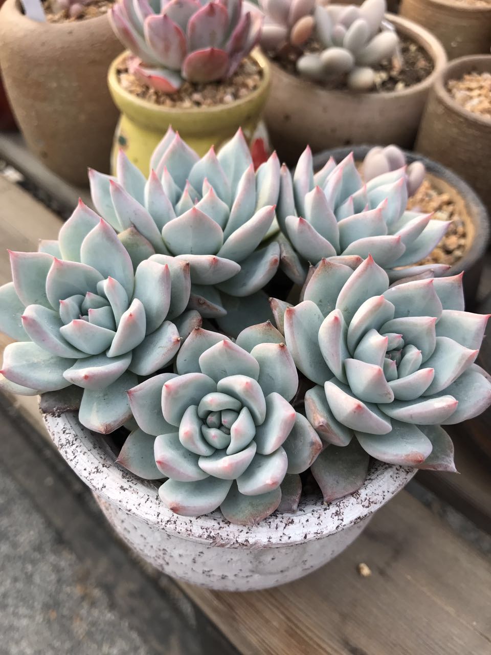 美肉计——粉蓝鸟