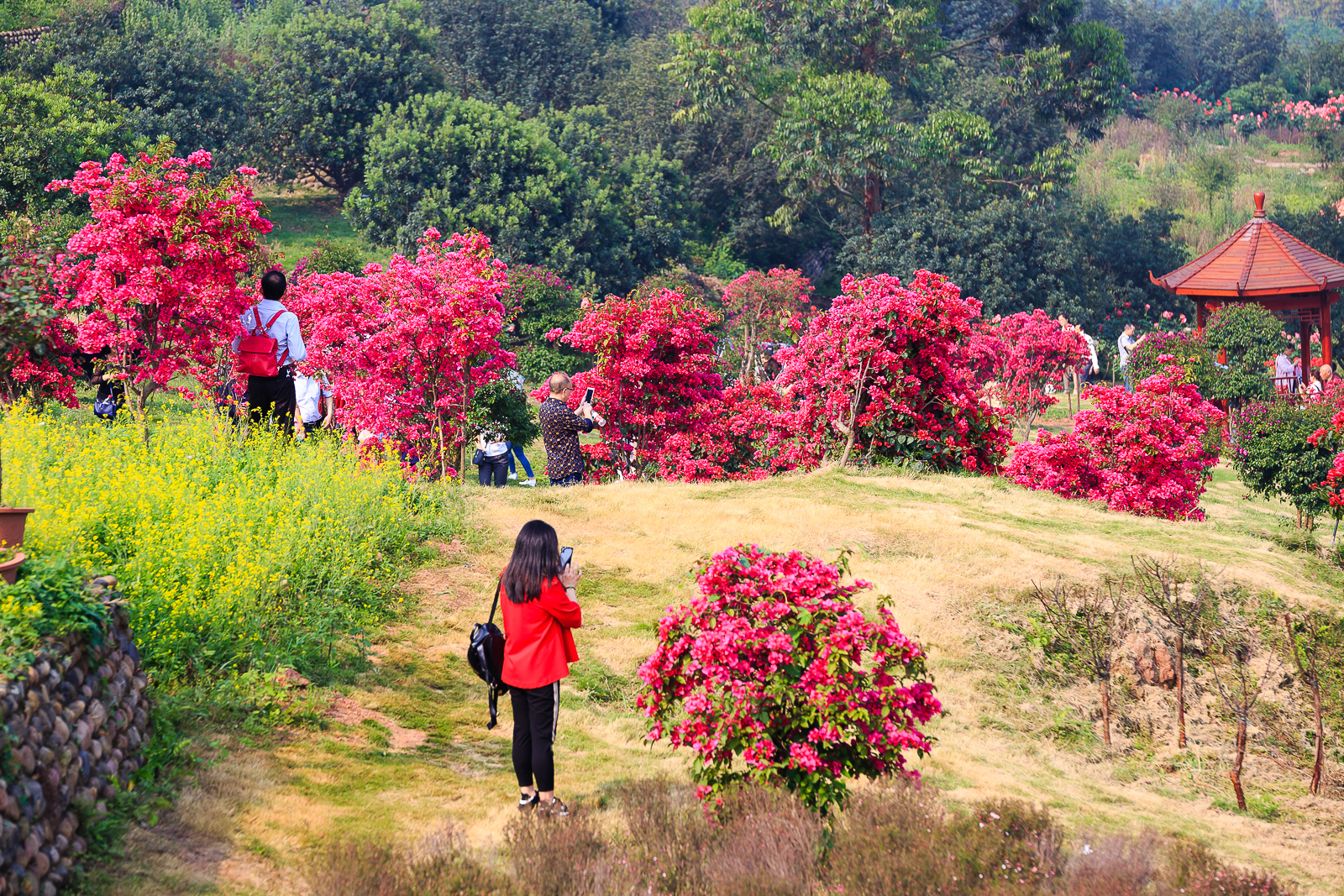 杨梅小镇简介,杨梅小镇的杨梅几月成熟