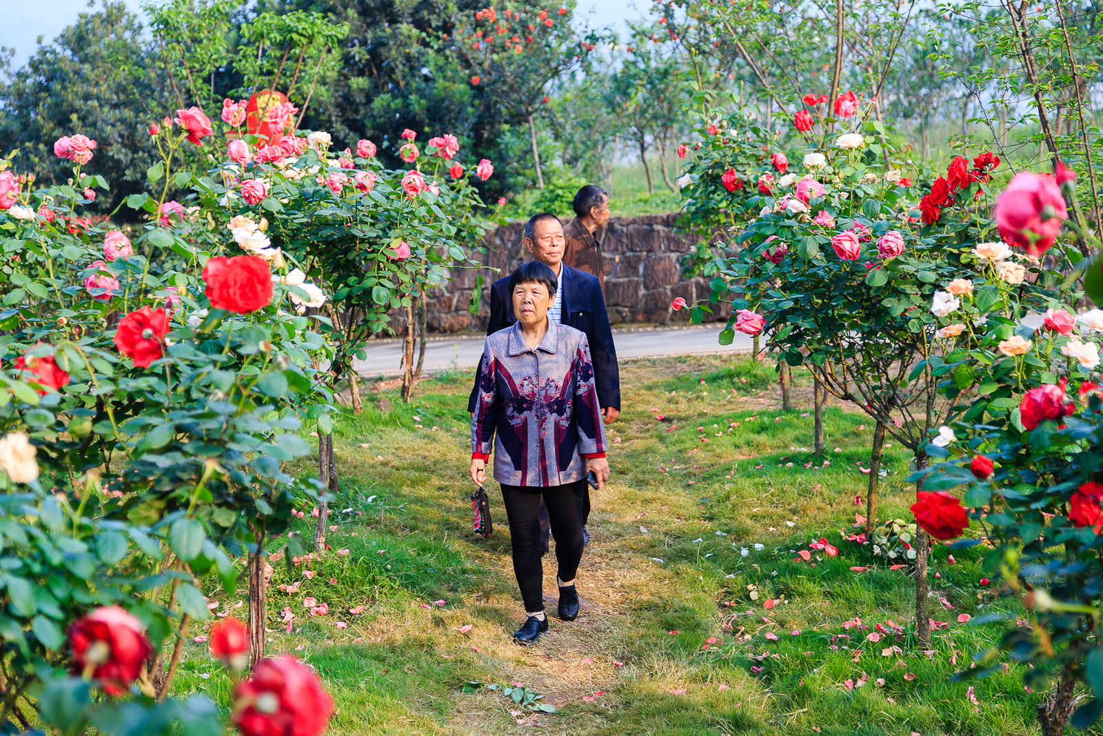 杨梅小镇简介,杨梅小镇的杨梅几月成熟