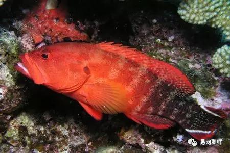 各类石斑鱼图片,常见的石斑鱼图片
