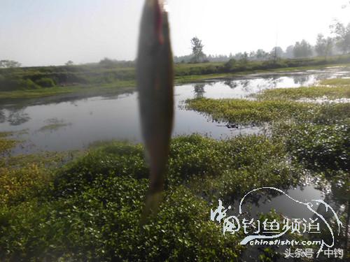 假日野钓鲫鱼,假日河边钓鲫鱼