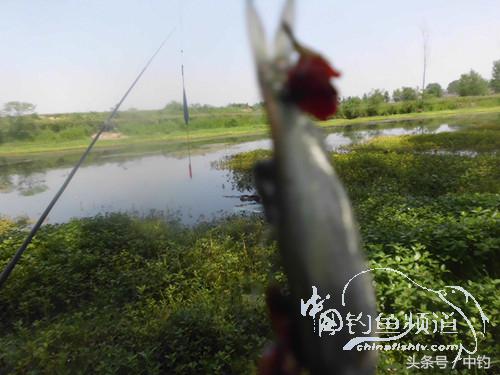 假日野钓鲫鱼,假日河边钓鲫鱼