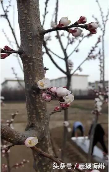 创文明城市特别策划：“我眼中最美春天”随后拍作品7