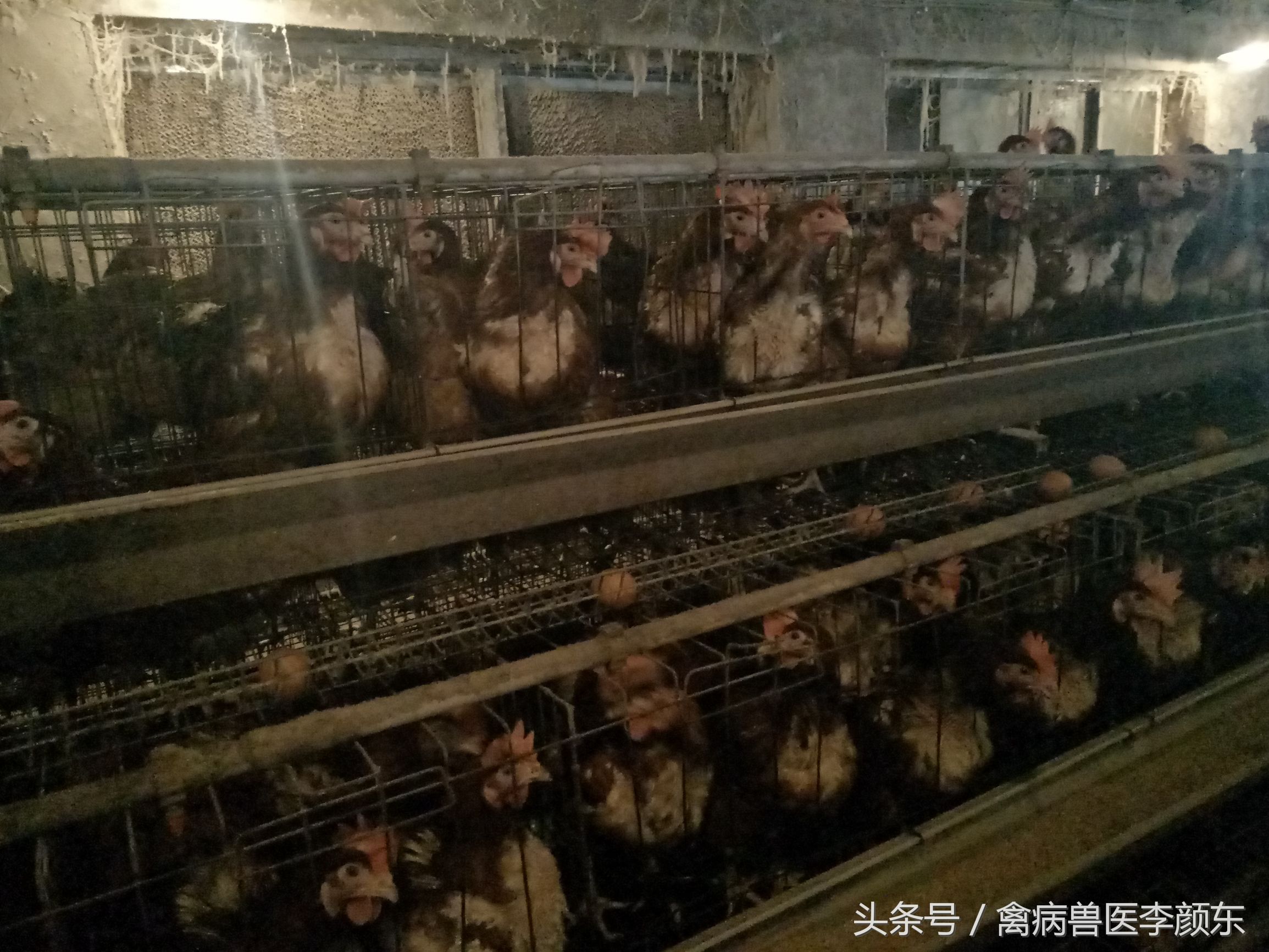 肉鸡、散养鸡腺病毒的防治方法