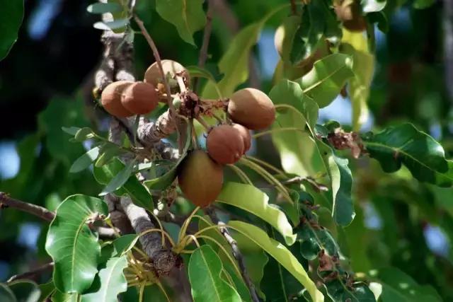 美妆干货：乳木果和牛油果是不是同一个东西？