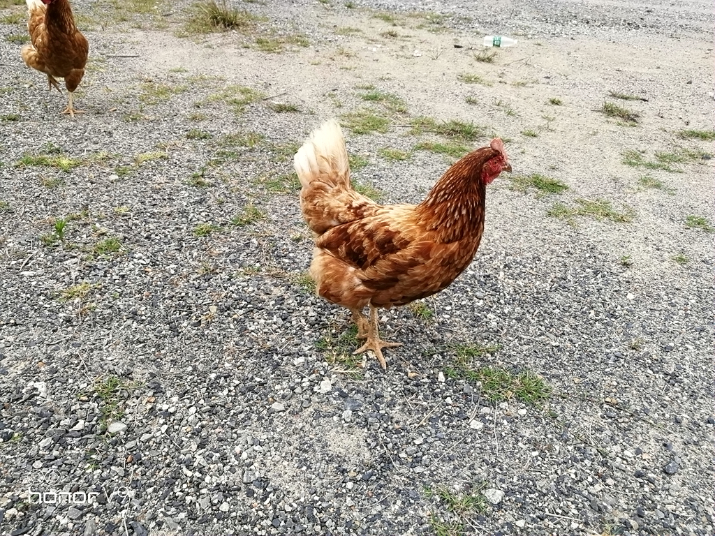 华为v9和荣耀v9是一样吗,荣耀v9和华为v9有什么区别