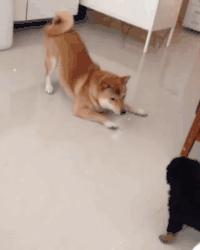 被哈士奇带大的狼，丧失狼族尊严，在家里经常被猫咪暴打