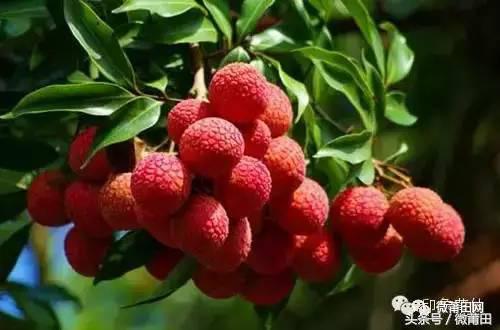 莆田世界之最有哪些,莆田这10年来的变化