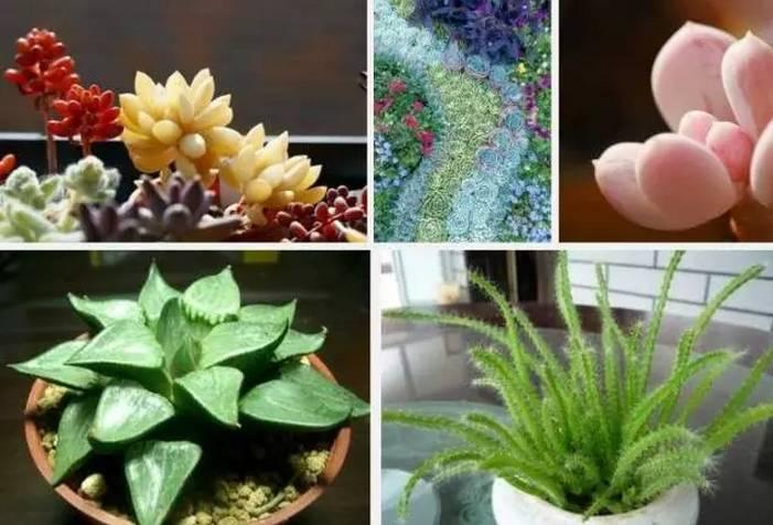 逆天了中国吃货！多肉植物炒肉吃！