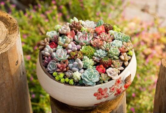 逆天了中国吃货！多肉植物炒肉吃！