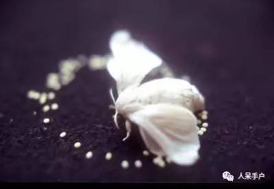 可爱的蚕宝宝怎么做,可爱的蚕宝宝
