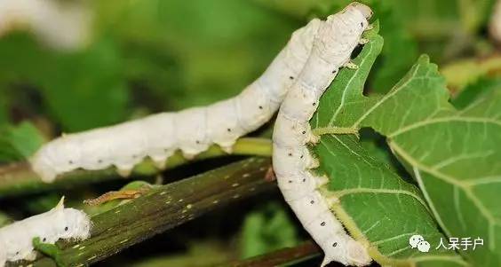 可爱的蚕宝宝怎么做,可爱的蚕宝宝