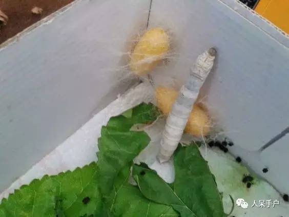 可爱的蚕宝宝怎么做,可爱的蚕宝宝